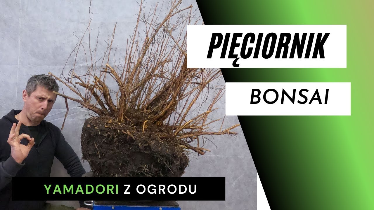 Bonsai - Pięciornik. YAMADORI z ogrodu.