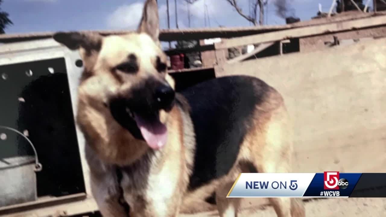 Vietnam Army lieutenant searching for dog handler he credits for saving his life