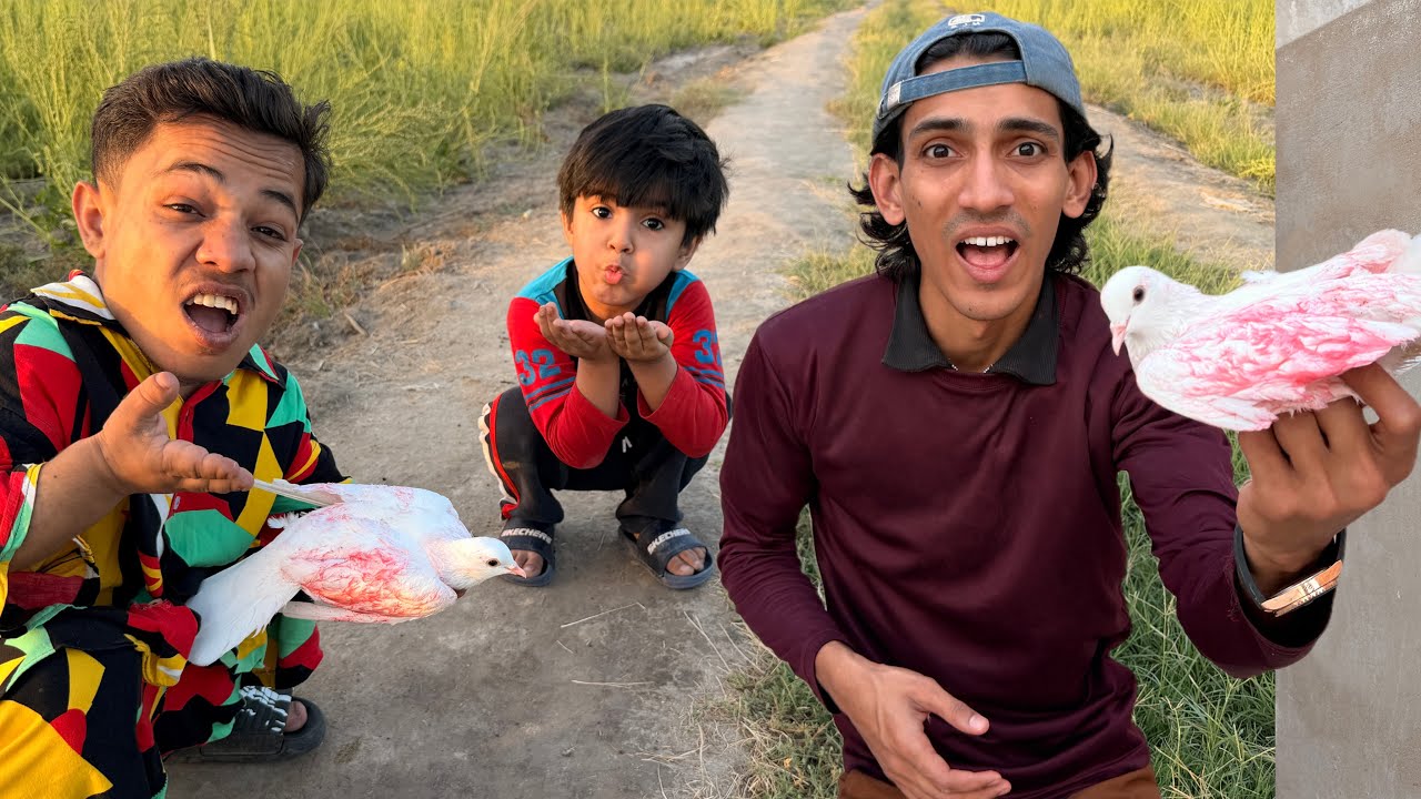 Found Injured Pigeon On Ground 😭| Pumpi Ne Kabootar Dhund Liya 🕊️|