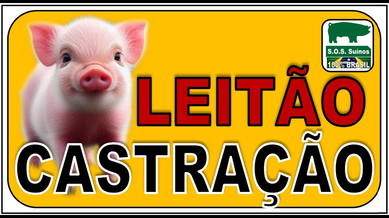 SUINOCULTURA: SOS SU&Iacute;NOS - CASTRA&Ccedil;&Atilde;O DE LEIT&Otilde;ES