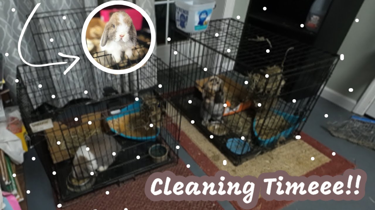 Rabbit cages clean up!!😃😃😃