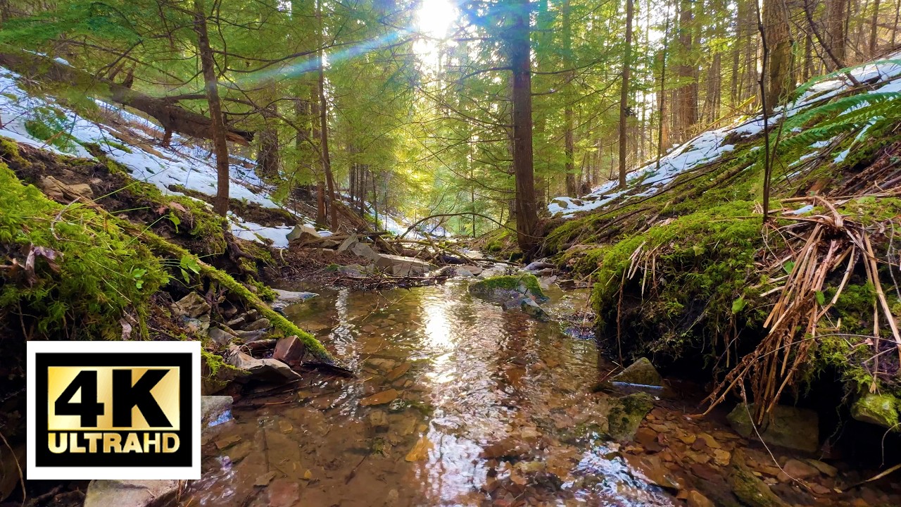 4K Mountain Creek in Mossy Forest  Flowing Stream Sounds for Sleep & Relaxation 7 Hours