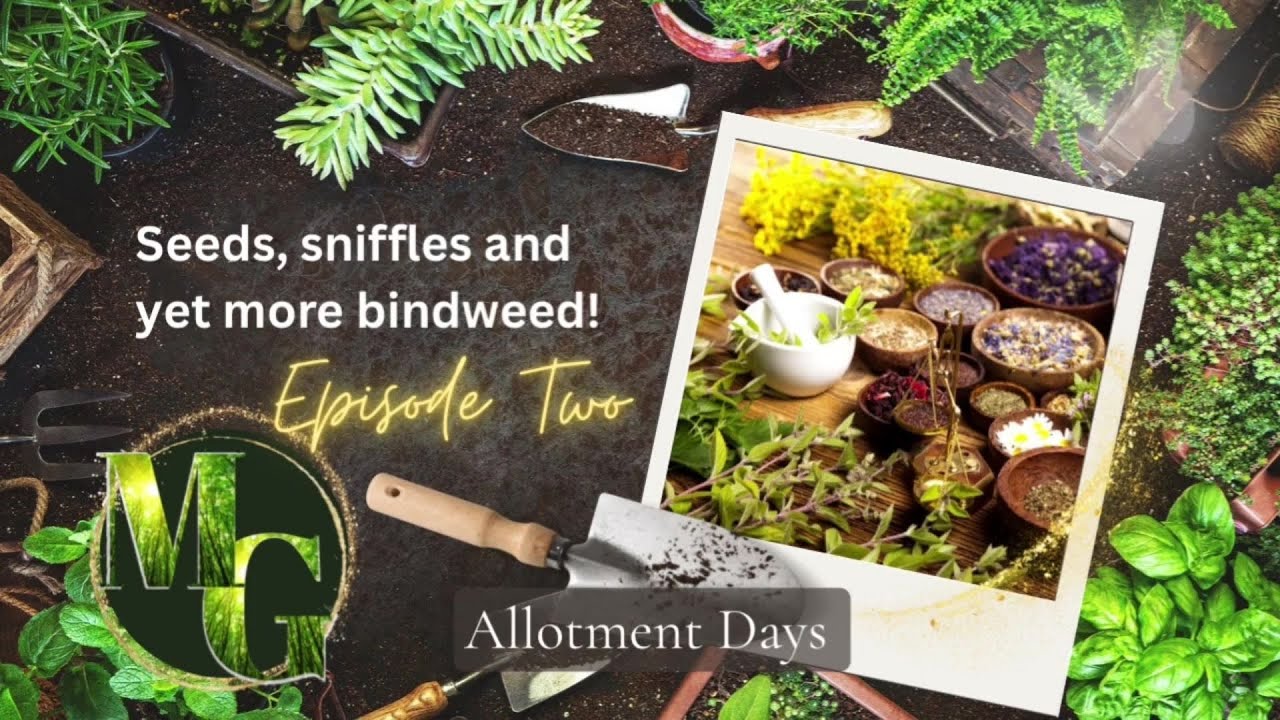 Seeds, sniffles and yet more bindweed (allotment days episode two)