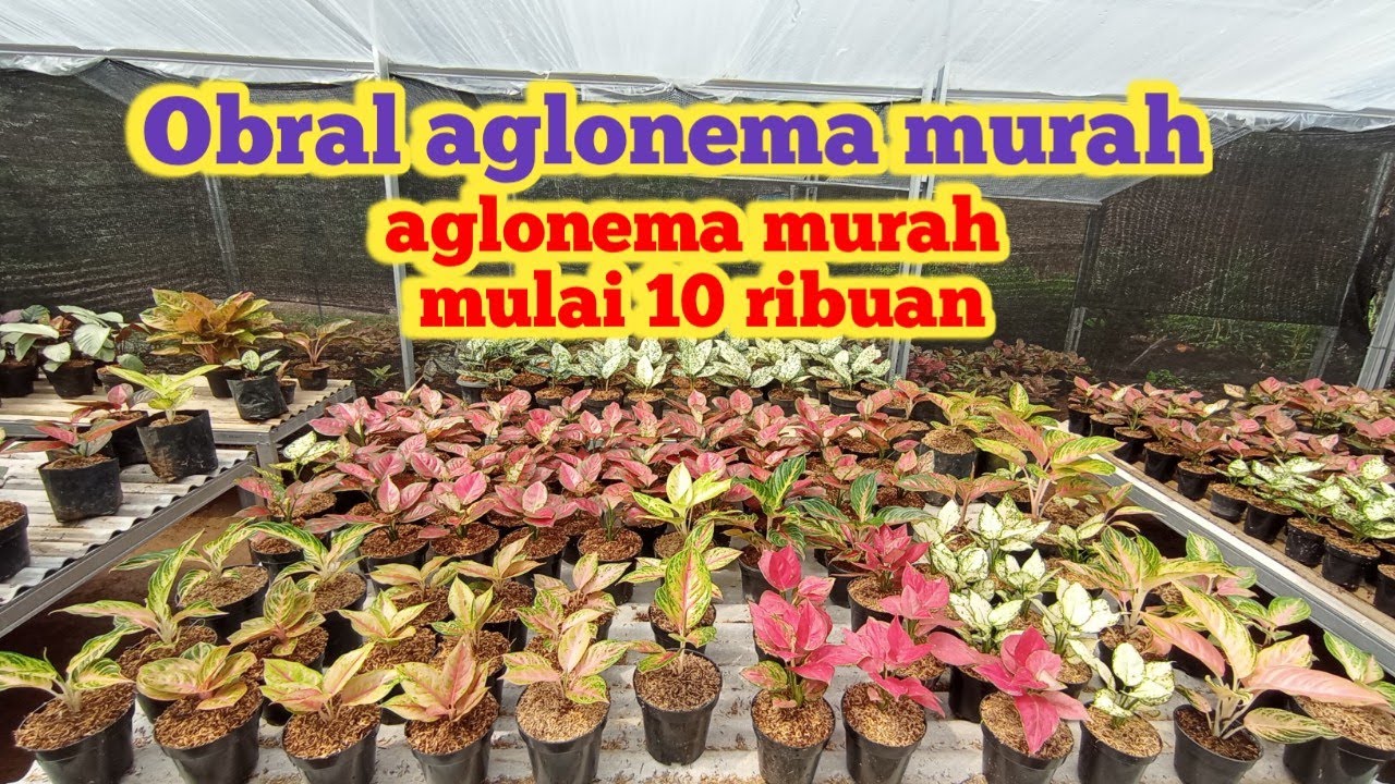 Obral tanaman hias aglonema murah... Banyak jenis aglonema yang cantik