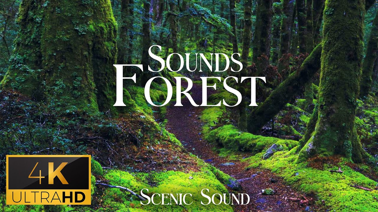 Forest Sounds ASMR - Relaxing Ambiences, White Noise & Nature Sounds by Scenic Sound
