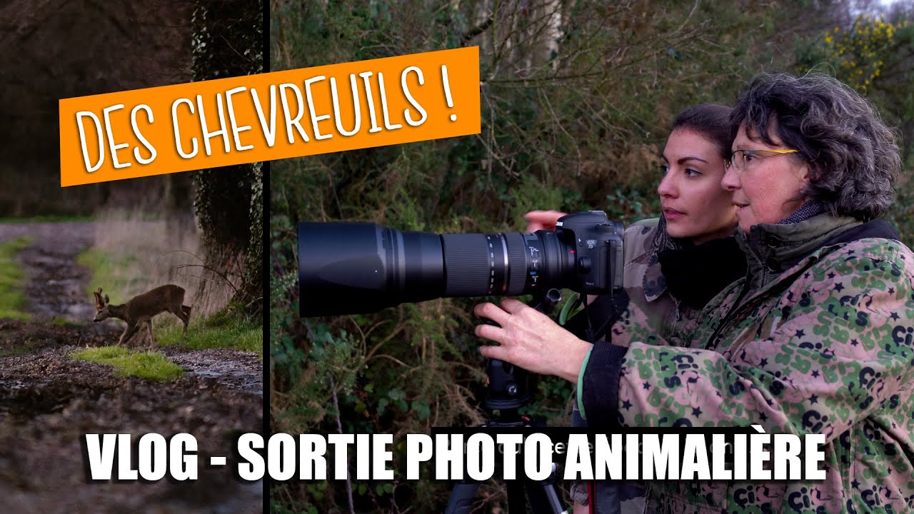 VLOG - SORTIE PHOTO ANIMALIÈRE pour débutants : Des chevreuils proches de la ville ! Avec Nathalie