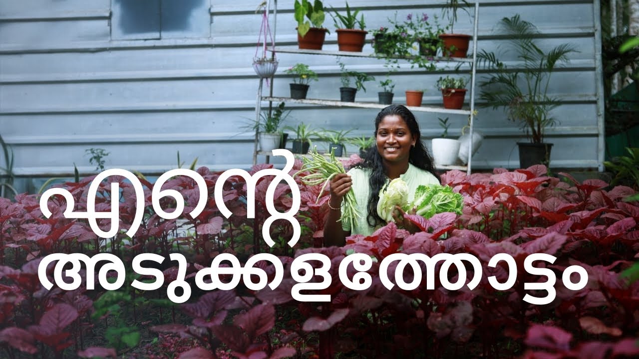 എന്റെ അടുക്കളത്തോട്ടം #adukkalathottam#garden #love #harvesting #trending #farming #krishidarshan