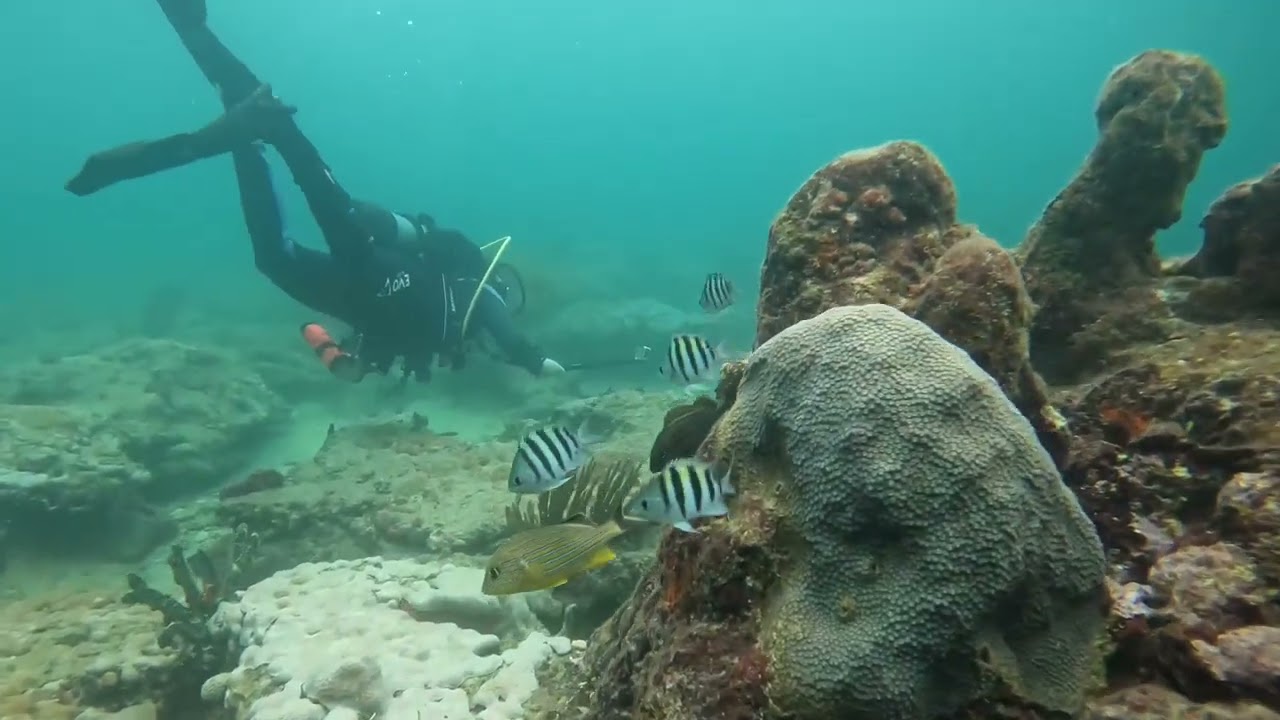 Diving at the Sunken Pier in Lauderdale-by-the-Sea @ ReefRangerSCUBA