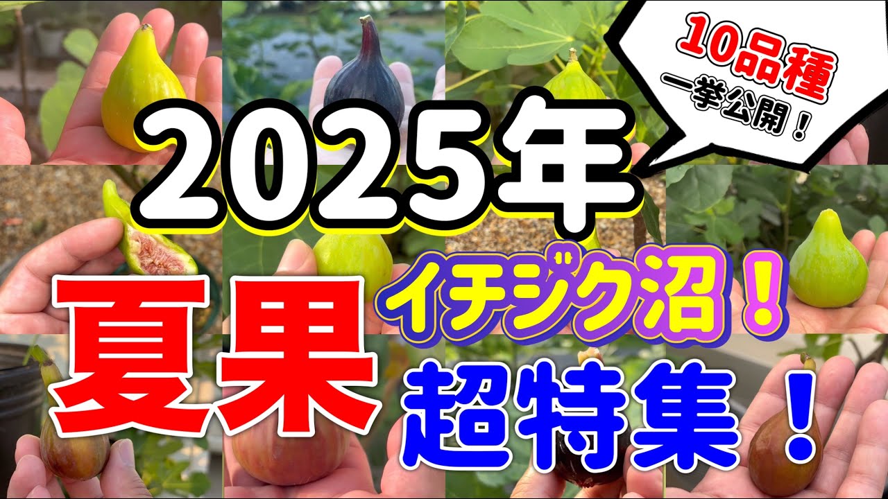 【2025年】夏果イチジク超特集！10品種まとめ＆魅力No.1決定！