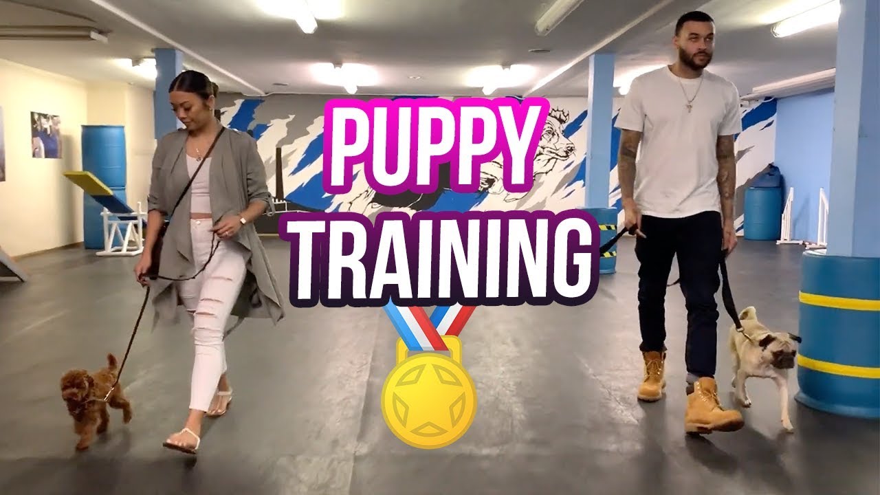 Training our puppies! | Liane V
