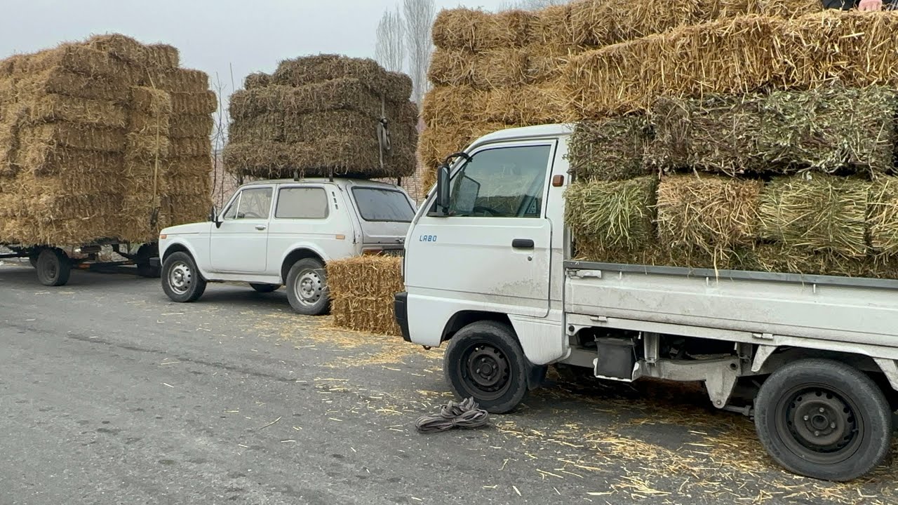 28.01.2026 QÕQON HASHAK BOZORI BEDA SOMON YERYONĞOQ NARXLARI ARZON BOLDI