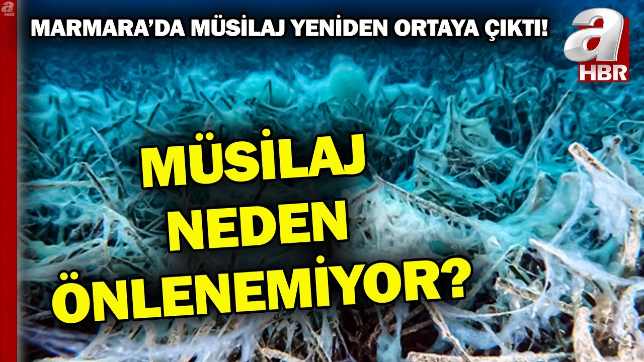 Marmara'da M&uuml;silaj Yeniden Ortaya &Ccedil;ıktı! | A Haber