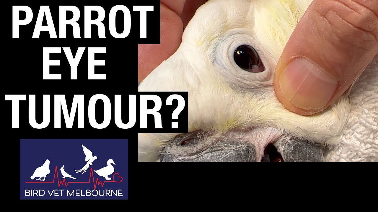 Cockatoo with a lump in its eye at Bird Vet Melbourne.