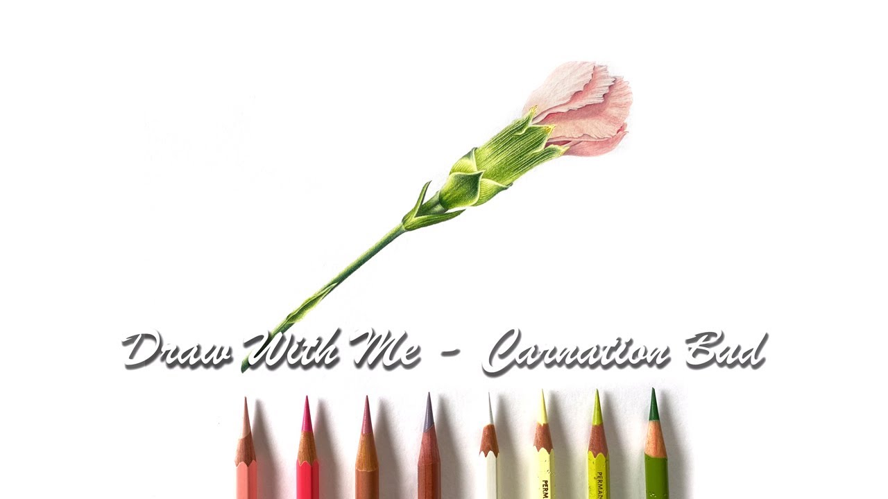 Draw with Me - Carnation Bud in Coloured Pencil - Part 1