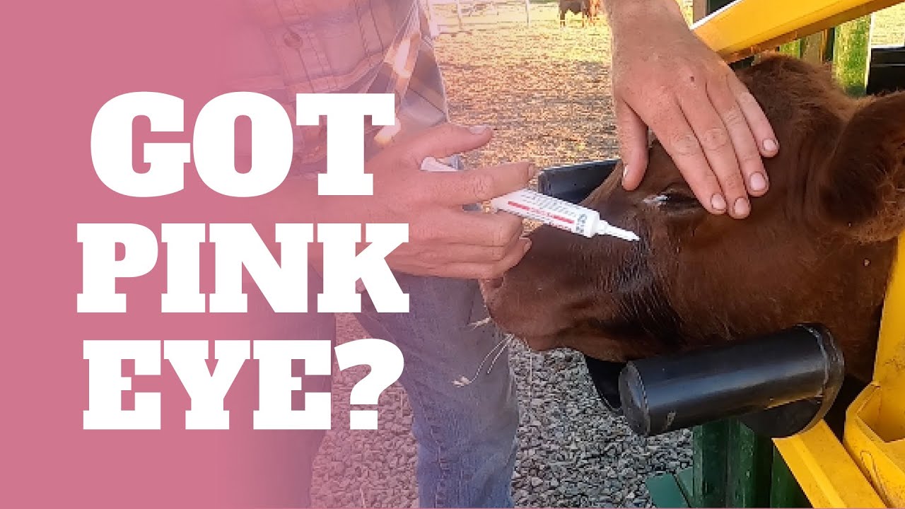 Treating a Calf for Pink Eye.