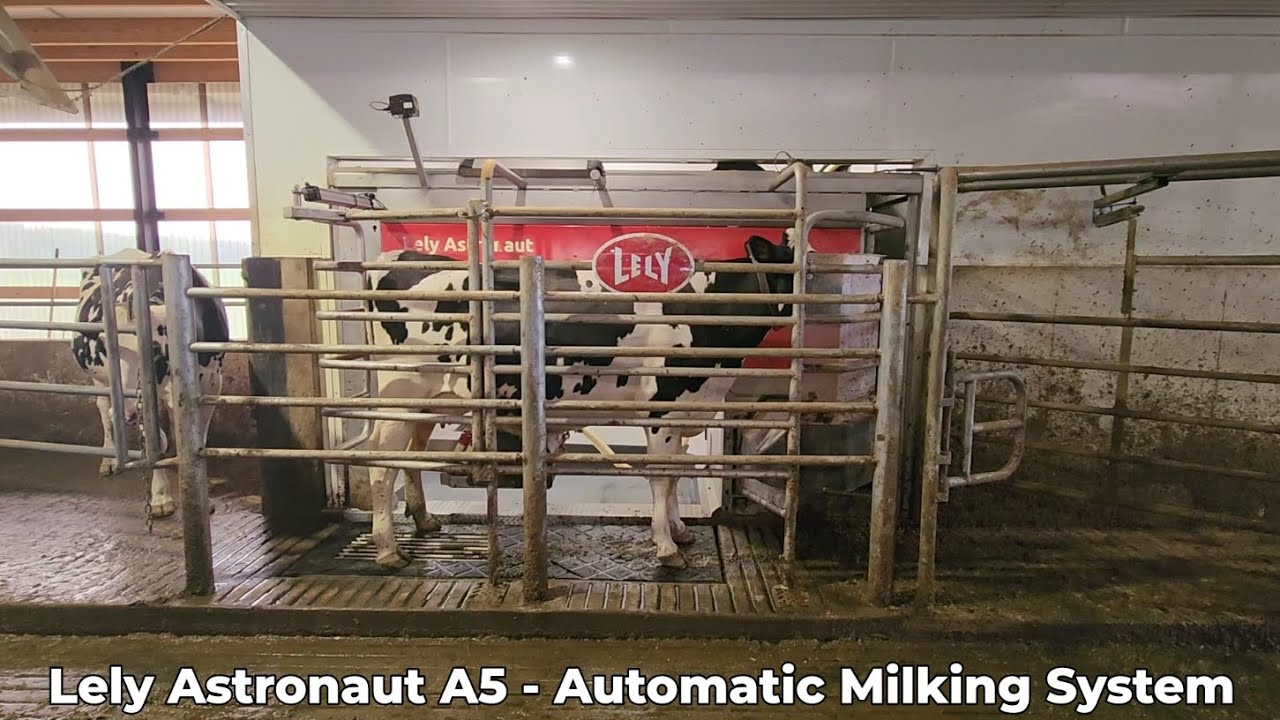 Lely Astronaut A5 in Action &ndash; Robotic Milking from Start to Finish