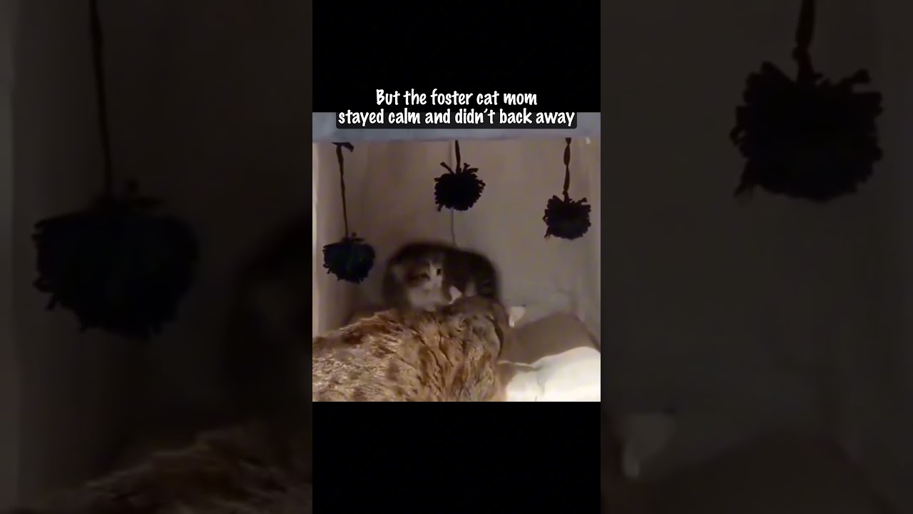 Kitten Learns to Trust Again Thanks to a Loving Foster Cat Mom 🐱💔❤️