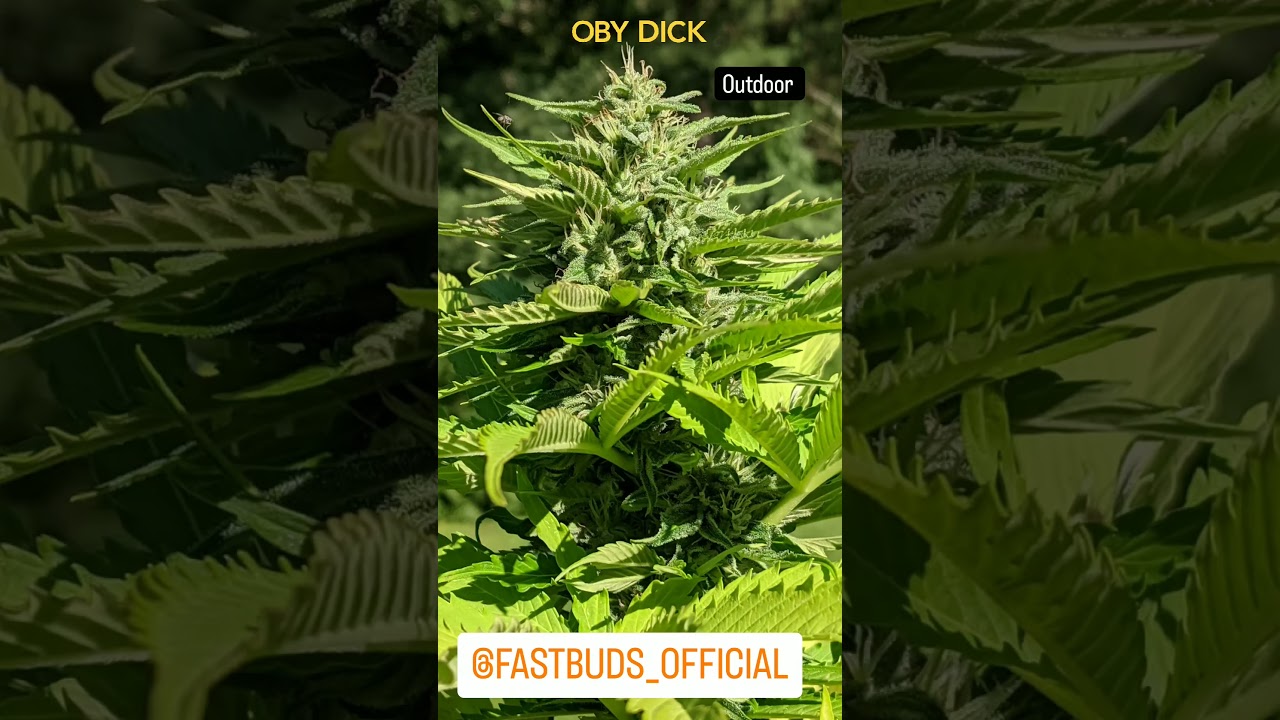 Moby Dick Auto 🐋 Fast Buds | Sativa by sikorskyd