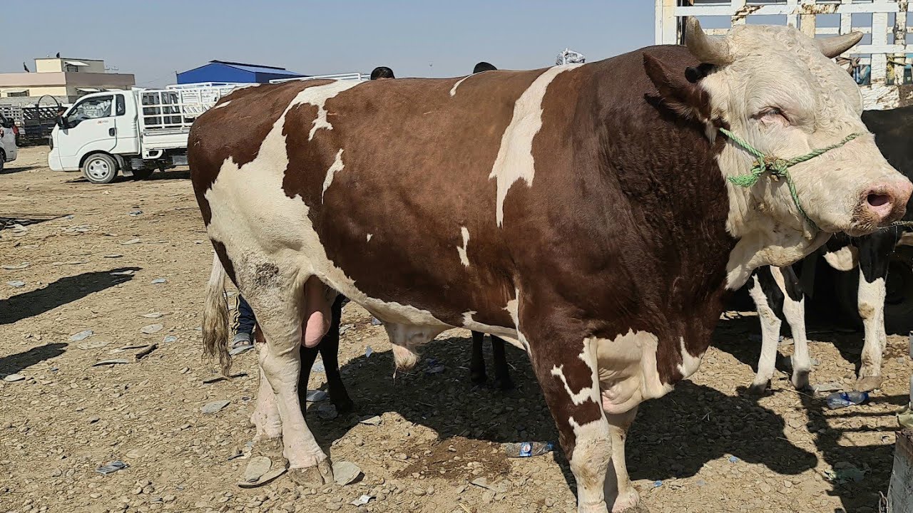 #بورصة أسواق المواشي في العراق ليوم الاثنين 2020/9/28 سوق محافظة ديالى تعد السوق المركزية للعراق ح 2