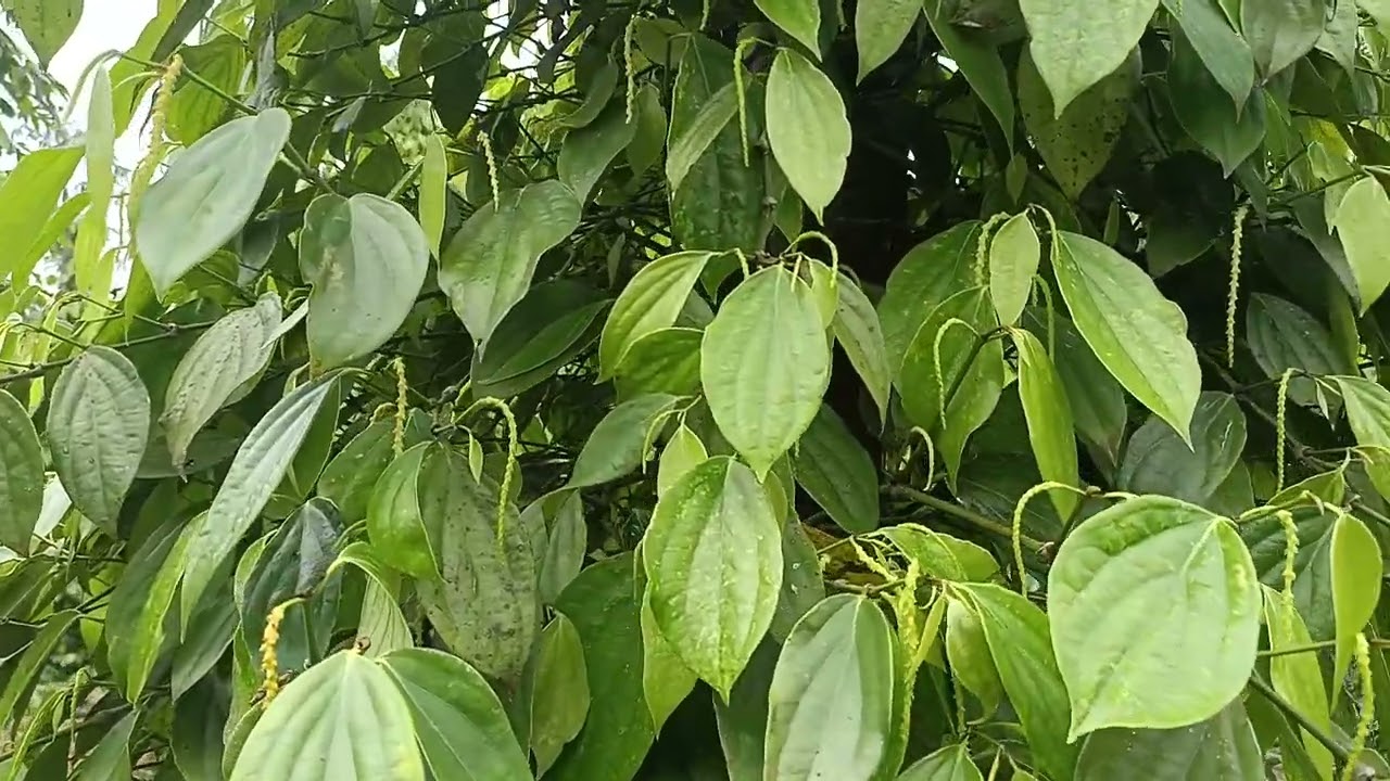 xịt thuốc kéo bông tiêu