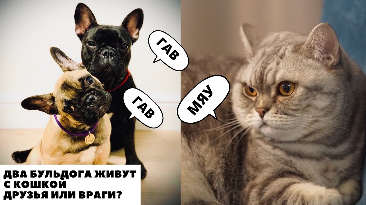 Два Французских Бульдога живут с Кошкой/Друзья или Враги?