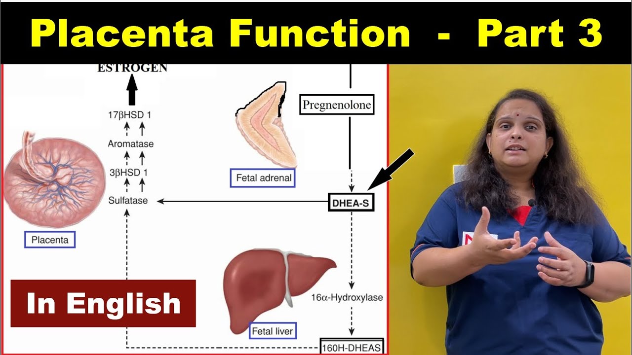 Functions of Placenta - Part-3 | Steroid Hormones | English | Nursing Lecture