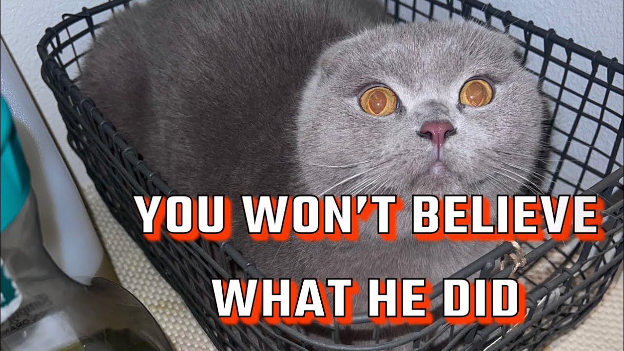 THE MOST DRAMATIC CAT IN THE WORLD!