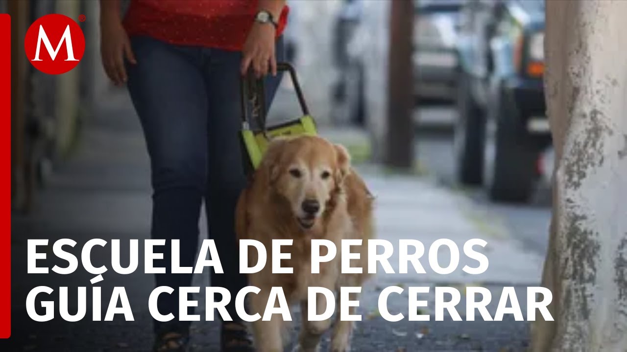 En CdMx, escuela para perros guía enfrenta problemas económicos