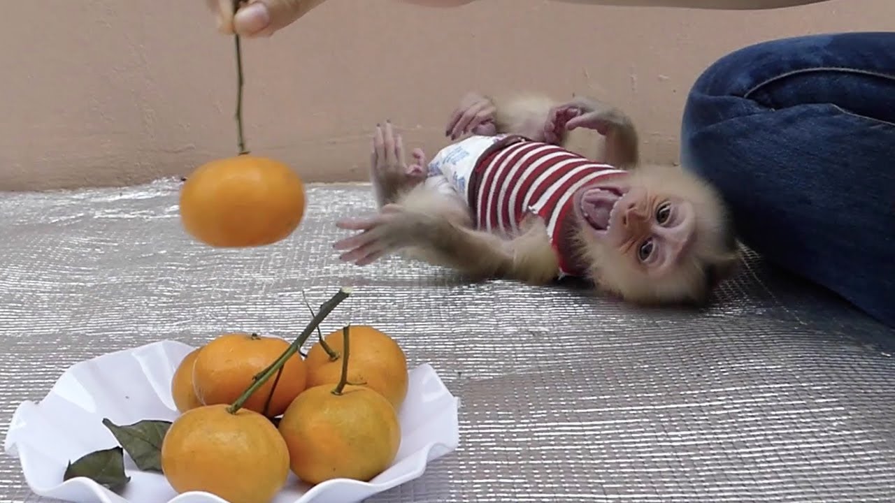 Omg!! Moly Cry Seizures On The Floor Angry Mom Put Him Down To Eat Orange | Moly Want To Hug Mom