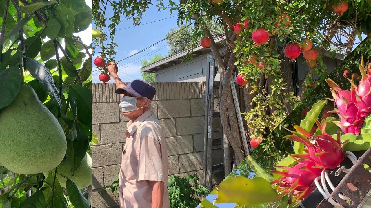 lili🇺🇸 Tham quan vườn cây ăn trái sau nhà cụ ông 93 tuổi khu người việt ở mỹ