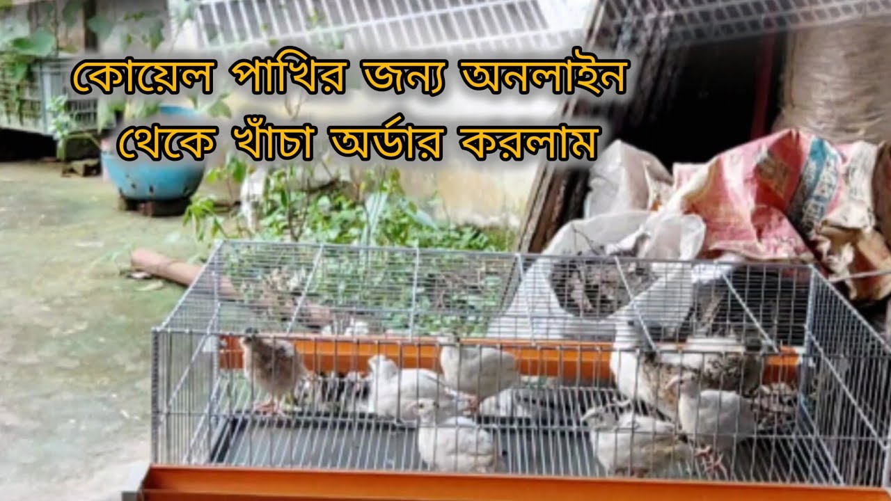 ইউরোপিয়ান কোয়েলের জন্য অনলাইন থেকে খাচা অর্ডার করলাম।I khacha from online for the European Quail