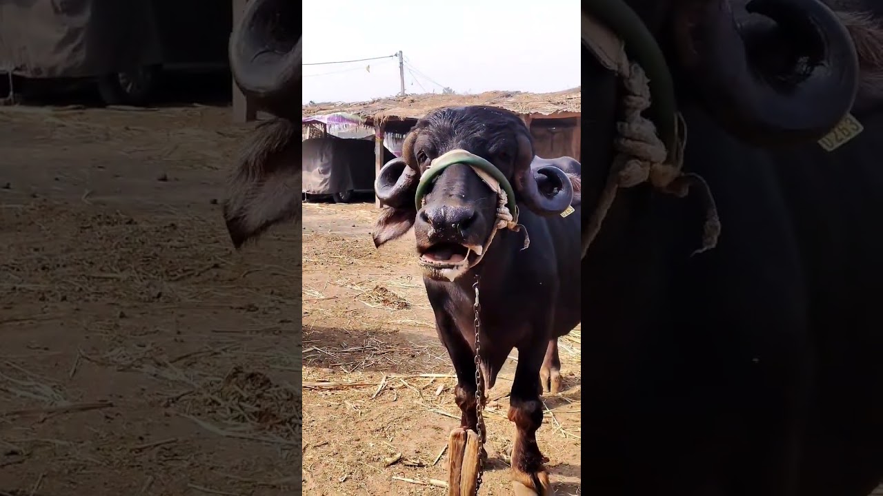 Jafrabadi buffalo #shorts#jafrabadi#indian#dairy#gujrat#buffalo
