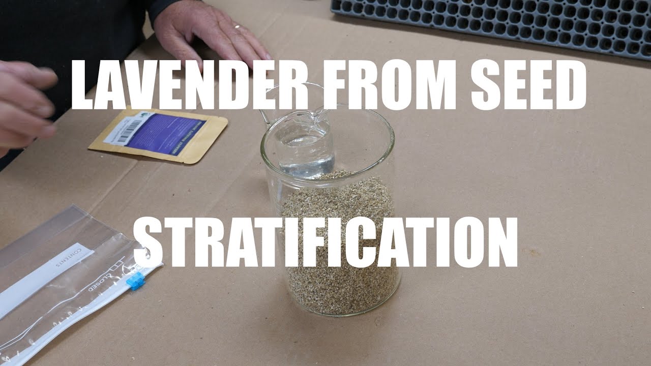 How To Stratify Lavender Seed For Better Germination