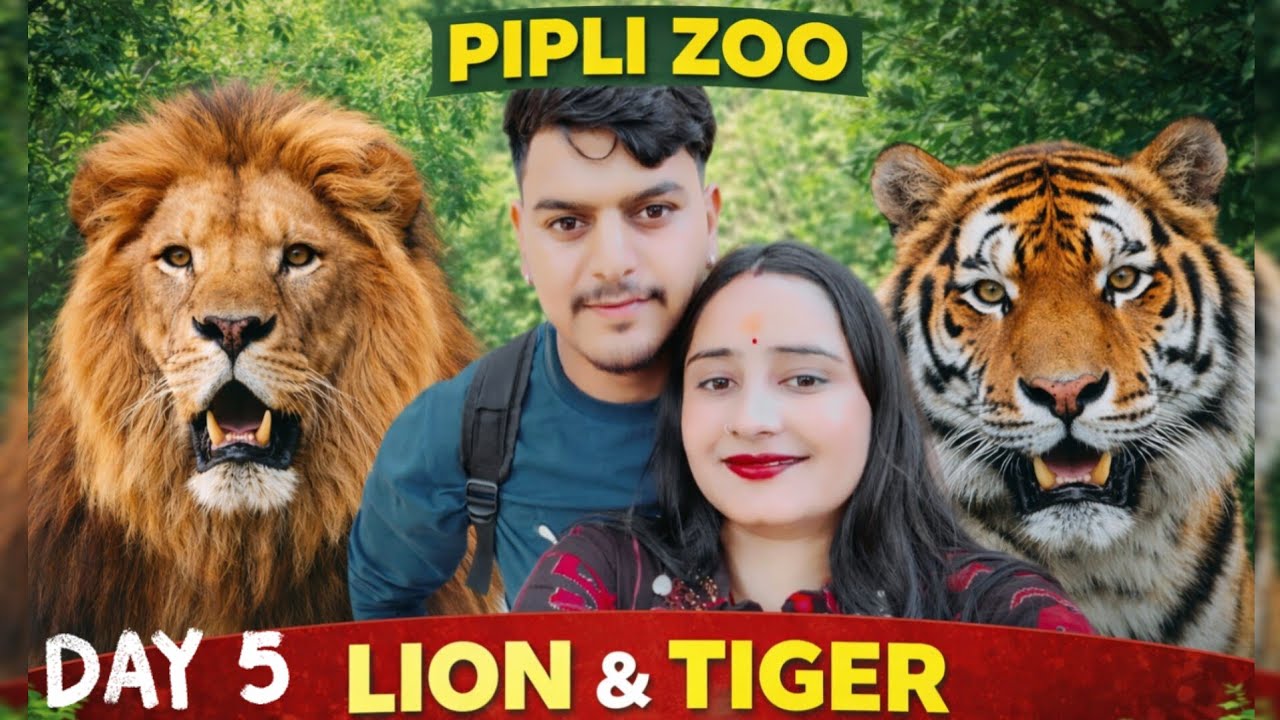 पिपली जू कुरुक्षेत्र 🦁 | शेर और बाघ को इतने पास से देखा ऐसा जू आपने पहले कभी नहीं देखा होगा 🦁🐯