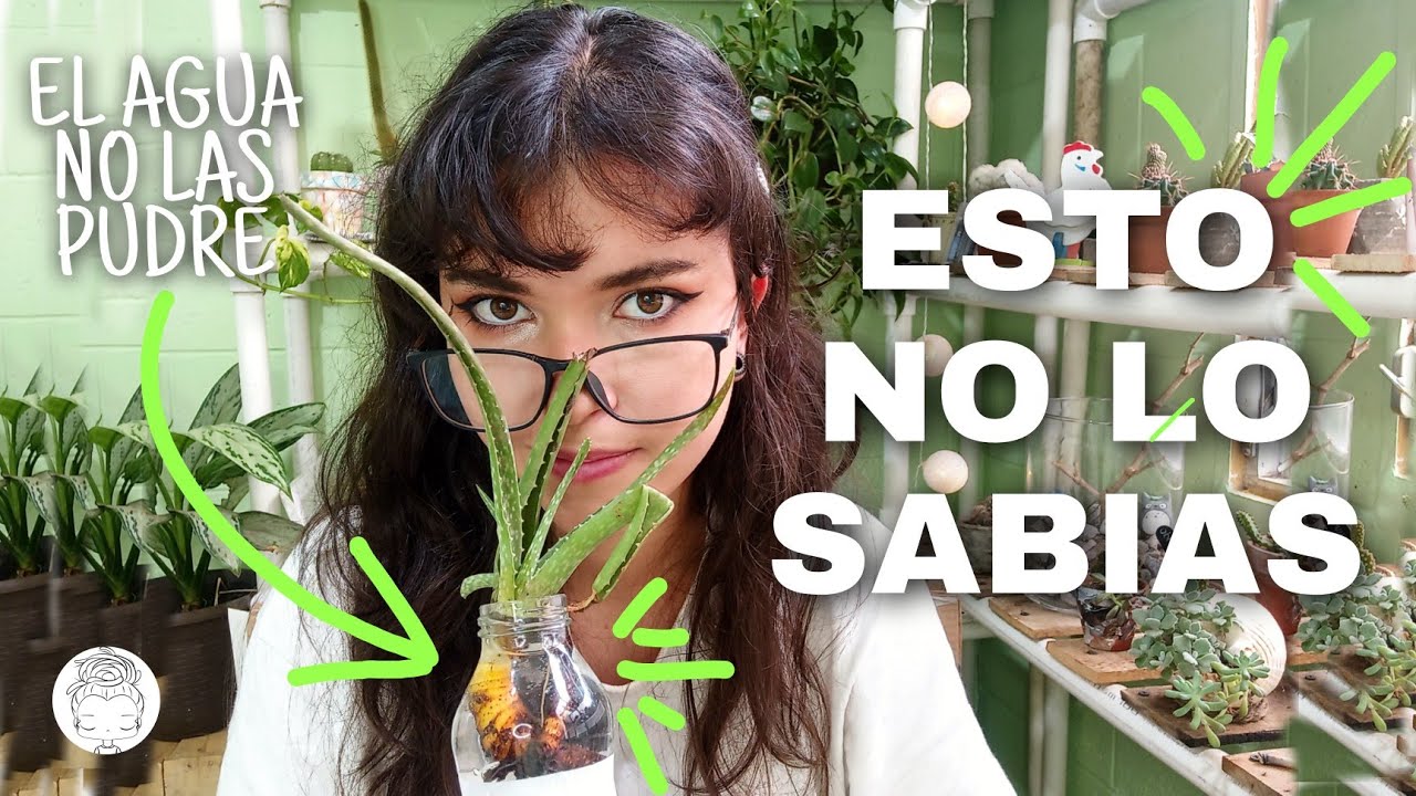 COMO REGAR cactus y suculentas para que no se pudran: 4 MITOS Y VERDADES + 2TRUCOS para el &eacute;xito 🤩🤩🤩