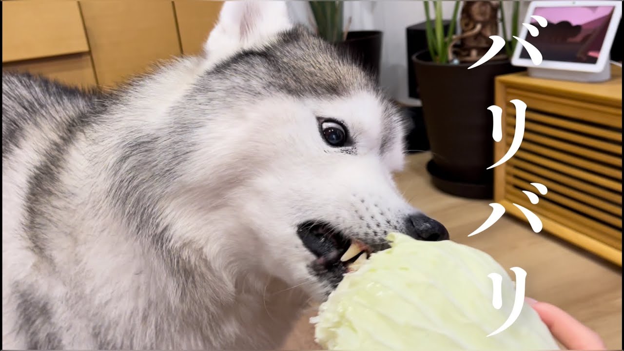 驚くべき事に生キャベツをそのままバリバリとかじり回るシベリアンハスキー