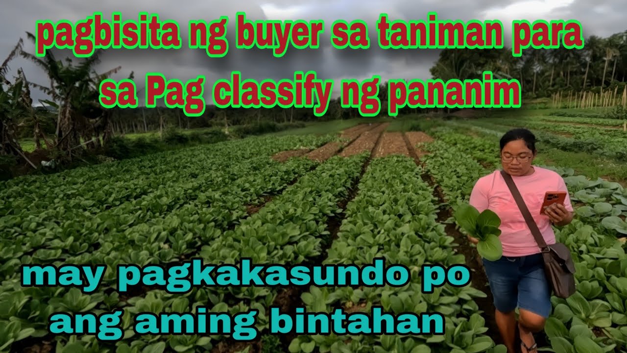 Mayroon po kami pagkakasundo para magkabilihan ng singkang
