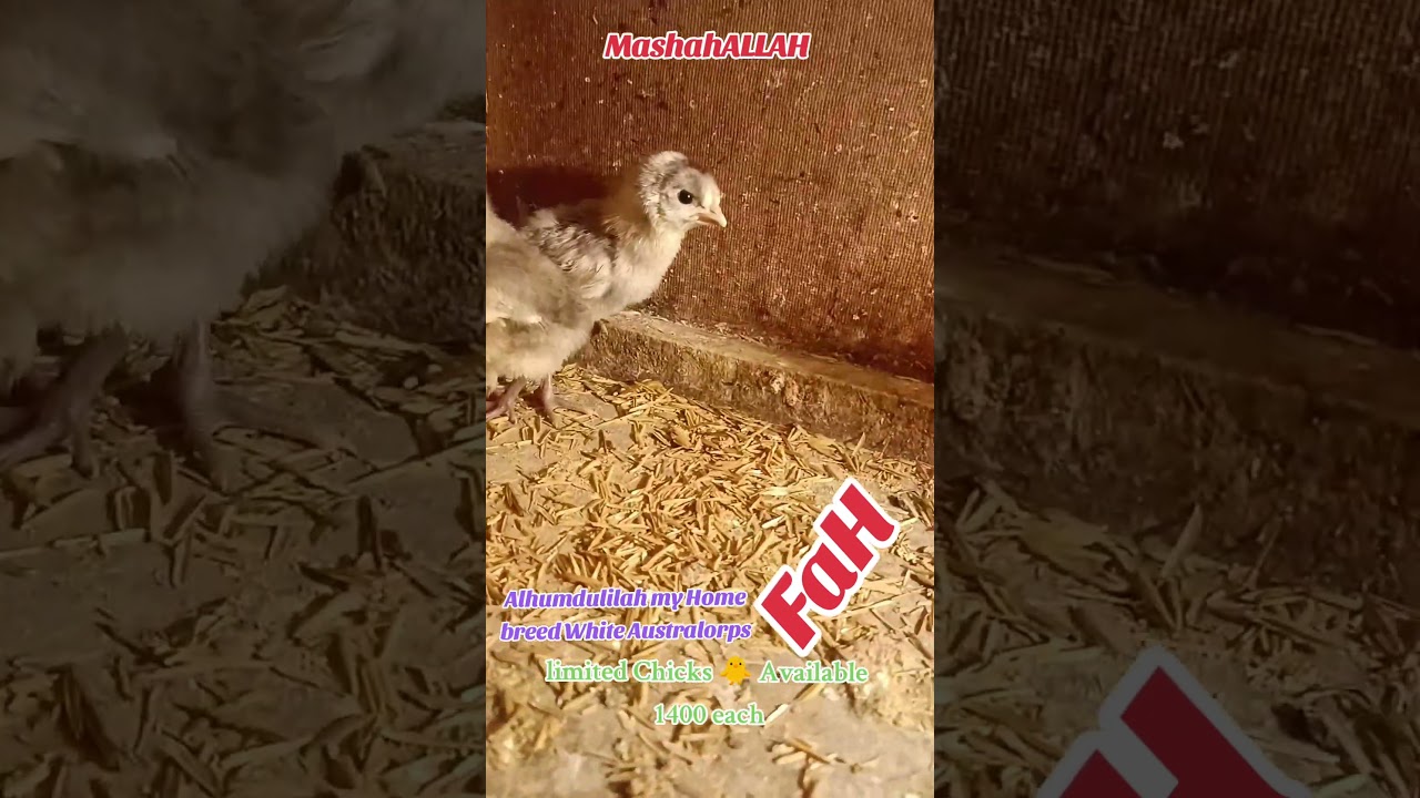 Alhumdulilah my home breed White Australorp Chicks 