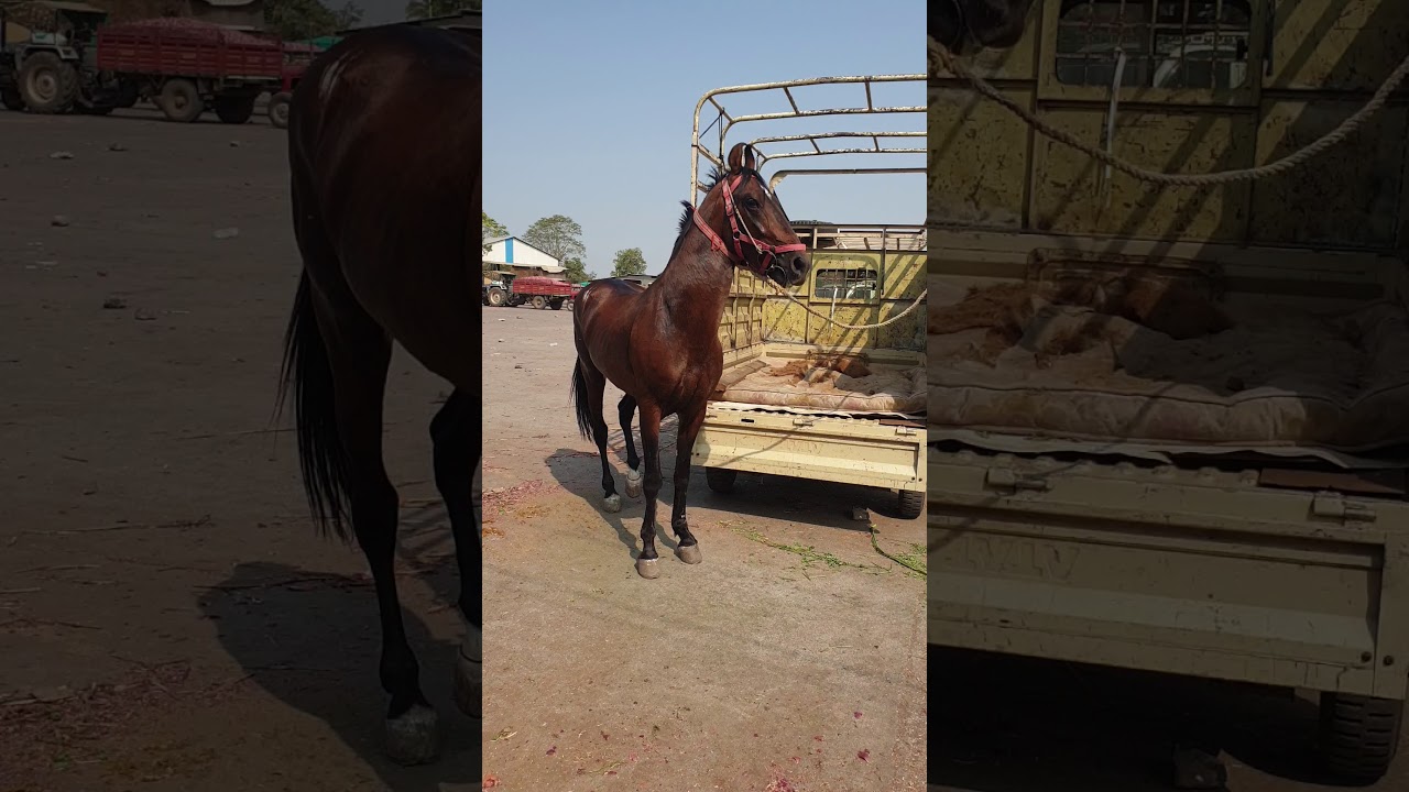 Horse in maharashtra Yeola mandi