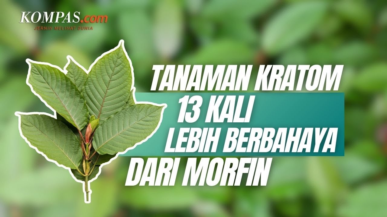 Tanaman Kratom, Kerap Dijual Seperti Teh tapi Berbahaya?
