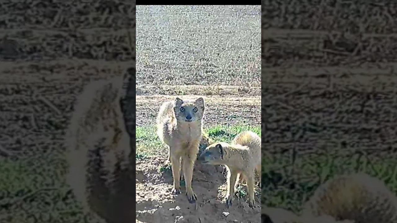 Yellow Mongoose Mother and Pups - Turn up volume #nature #wildlife #mongoose #viral #animals