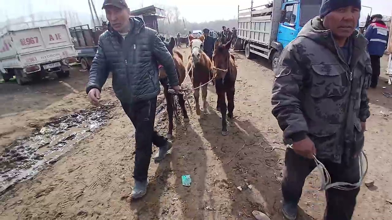 14.03.26 Алынган жандыктардын баалары туугандар❤️❤️❤️🐏🐑👍👍🫡