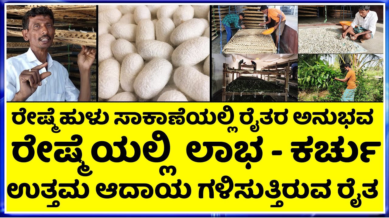 Farmer's experience in silkworm farming || How to Start Sericulture Farming?