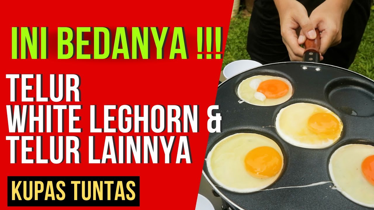 PEMULA WAJIB TAHU ‼️ PERBEDAAN TELUR 🥚 AYAM WHITE LEGHORN  DAN TELUR LAINNYA 🥇💰✔️