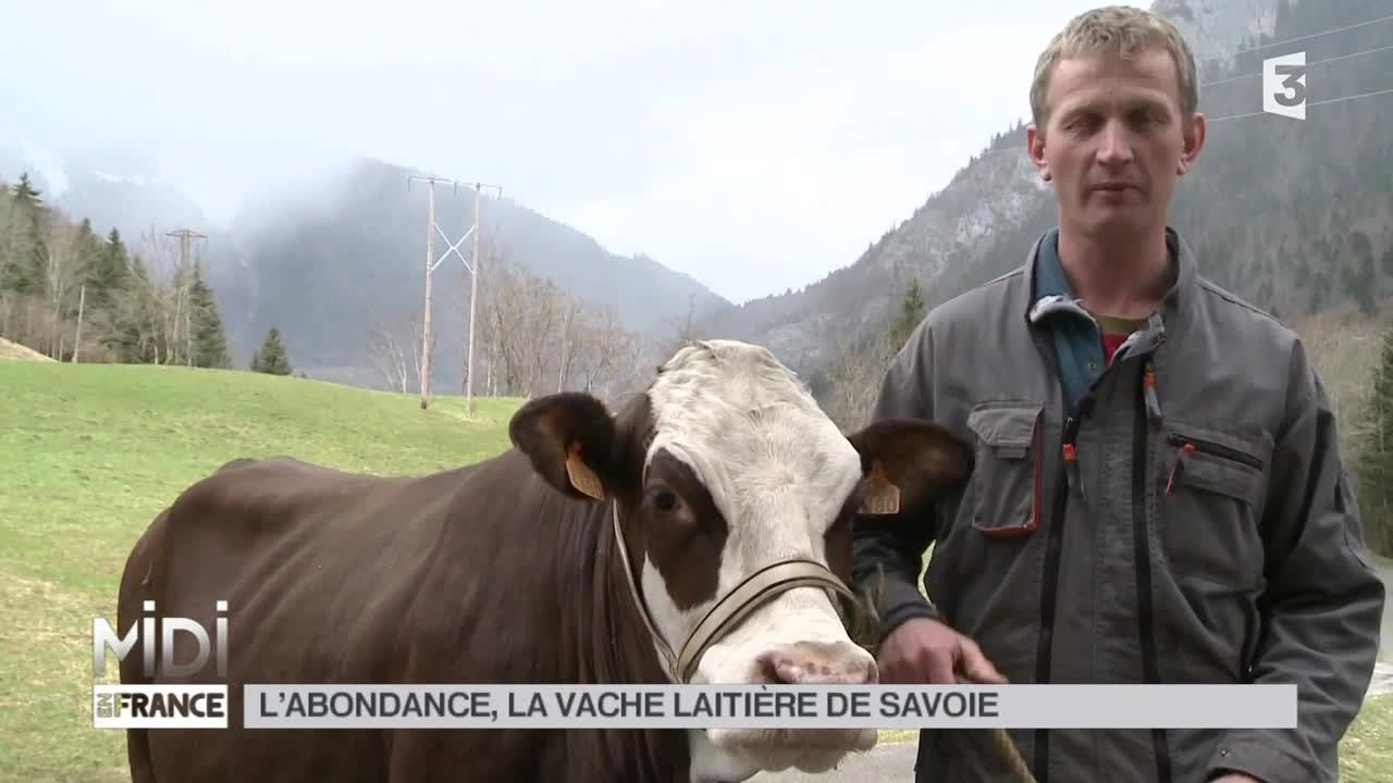 ANIMAUX : L'abondance, la vache laitière de Savoie