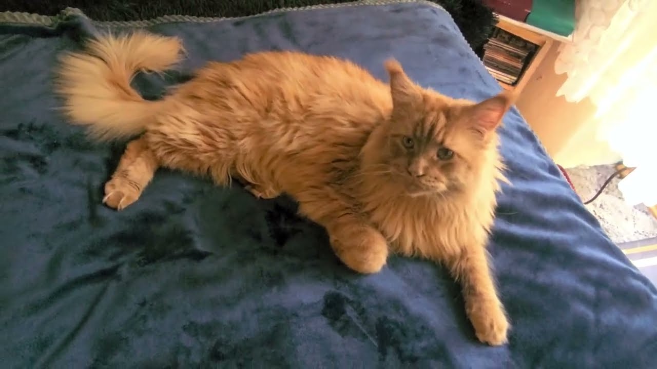 Maine.Coon.Ezra.03