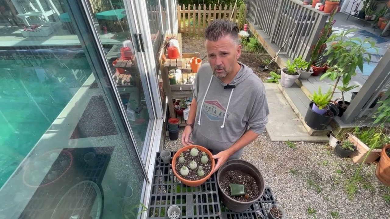 Big box store finds-Tephrocactus Geometricus