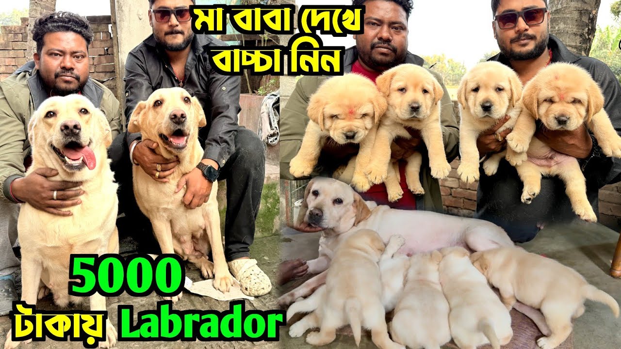 Labrador Home Breed Puppies Sale. Dog Market in Kolkata Price. Kolkata Dog Market.