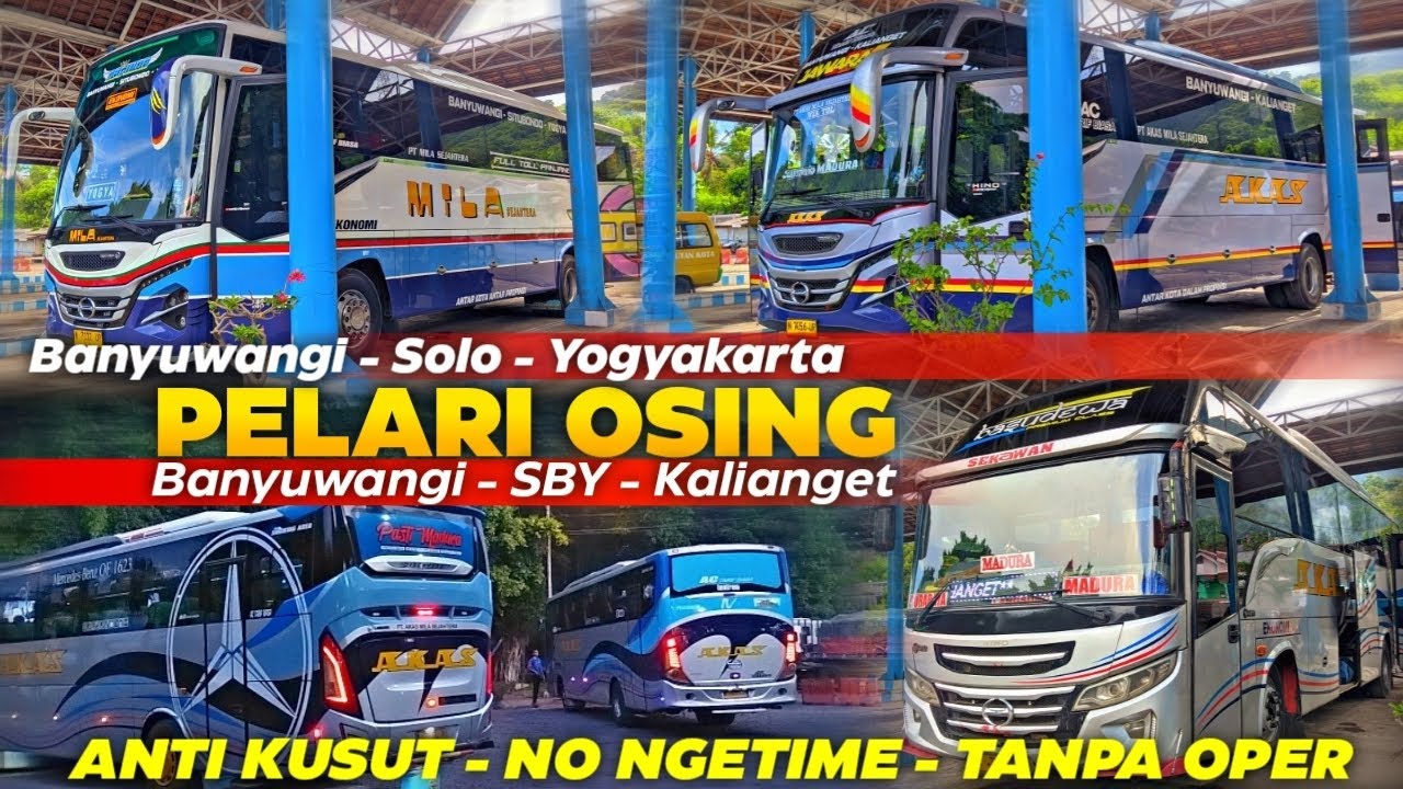 TIM OSING🔥Po. AKAS IV Mendominasi terminal Sritanjung Banyuwangi || 2025