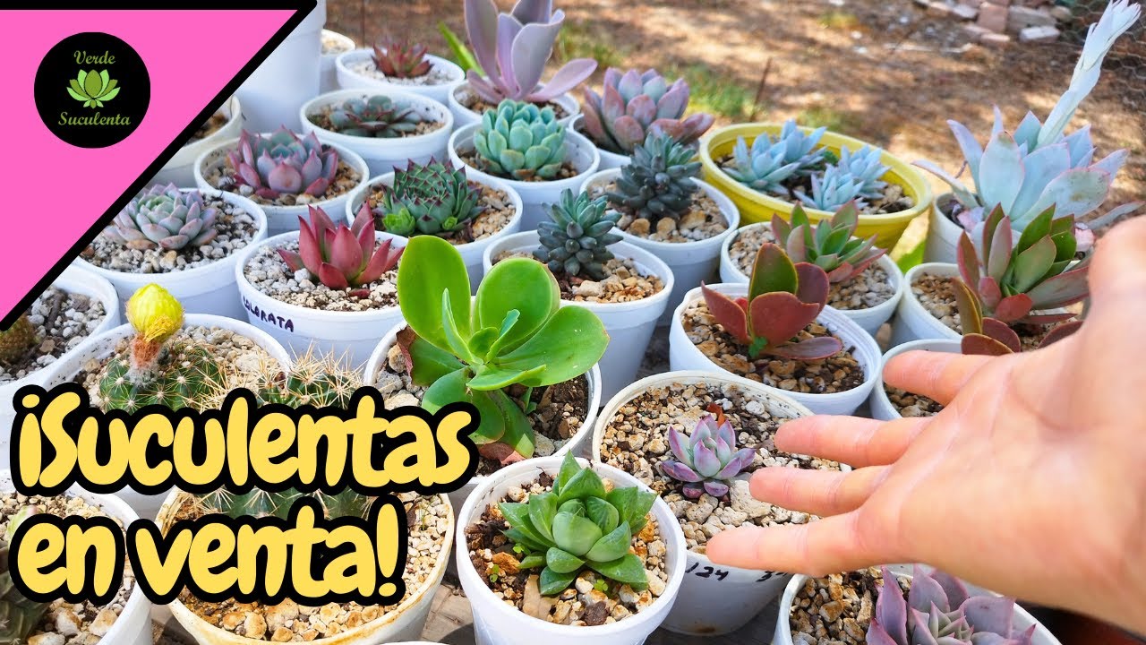 CATALOGO CERRADO. Venta de suculentas junio 2024.🌱🌵😉